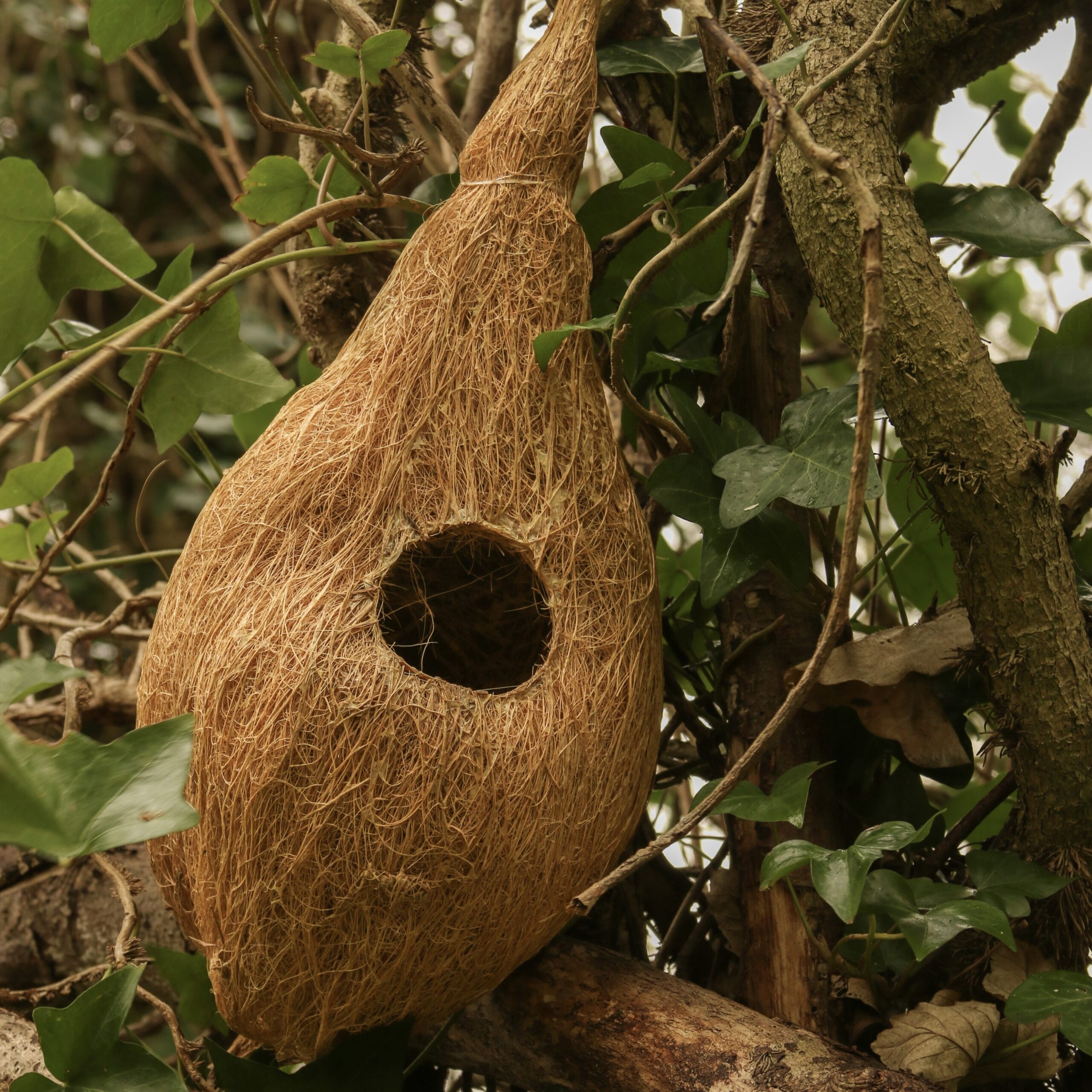 Bird Nests In Small Medium And Large Sizes