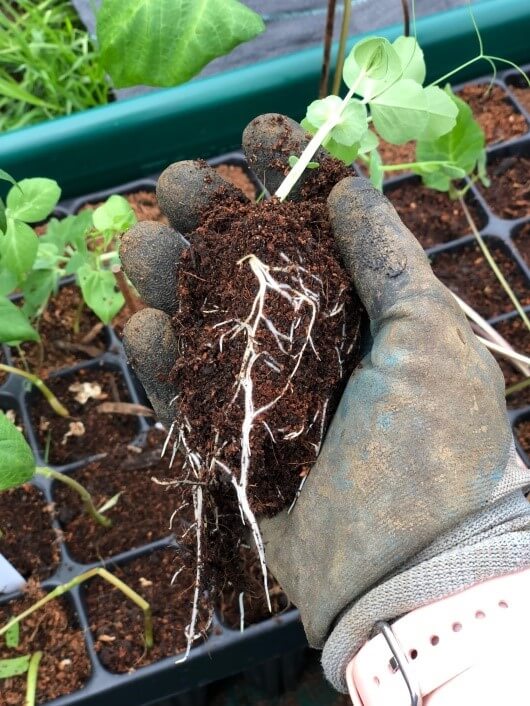 Look after your soil - Chloe's plants