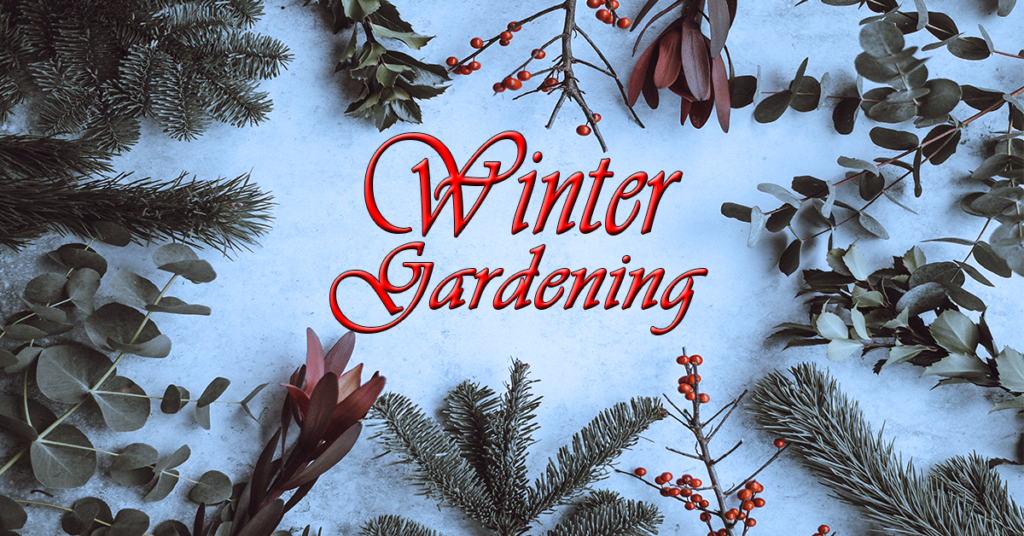 Winter gardening -2
