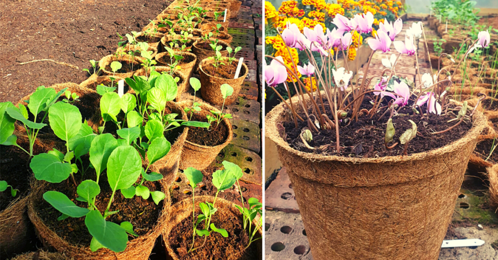 Moving-away-from-plastic--Coir-Pots