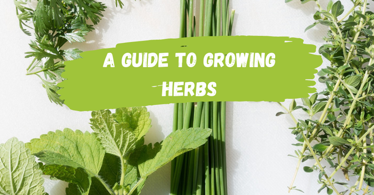 A Guide to Growing Herbs - CoirProducts®