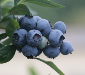 Fruits-for-Smaller-Gardens-Blueberries