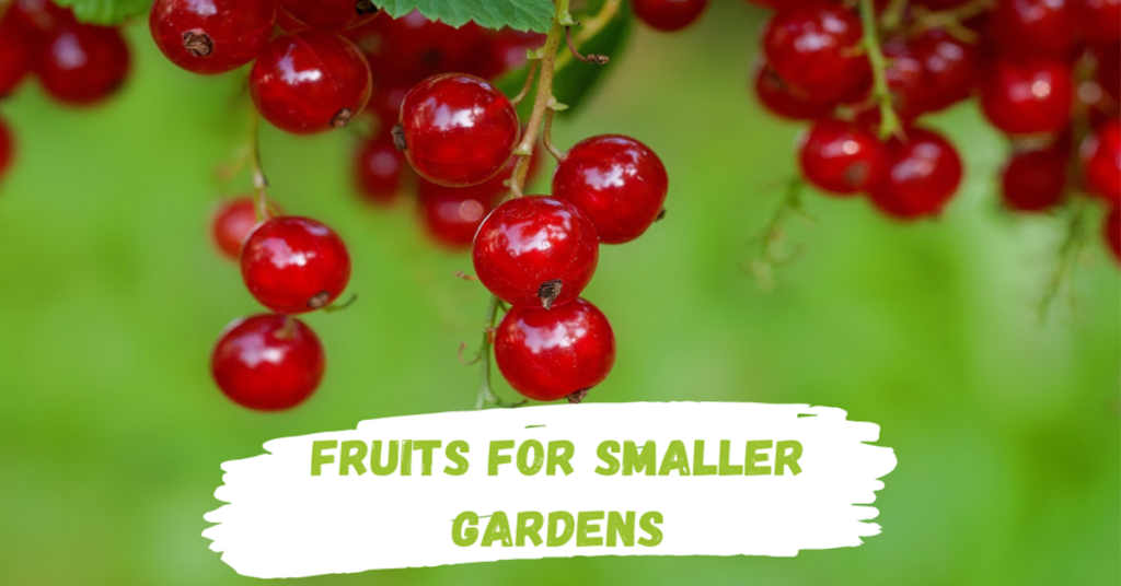 Fruits-for-Smaller-Gardens