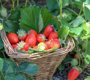 Fruits-for-Smaller-Gardens-Strawberries