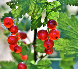 Fruits-for-Smaller-Gardens-Currants