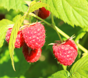 Fruits-for-Smaller-Gardens-Raspberries