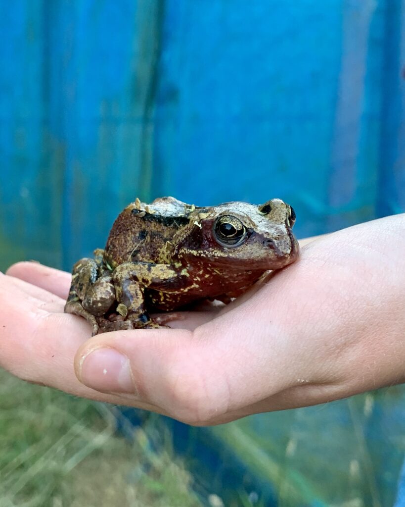 Gardening is my favourite and most effective therapy 2