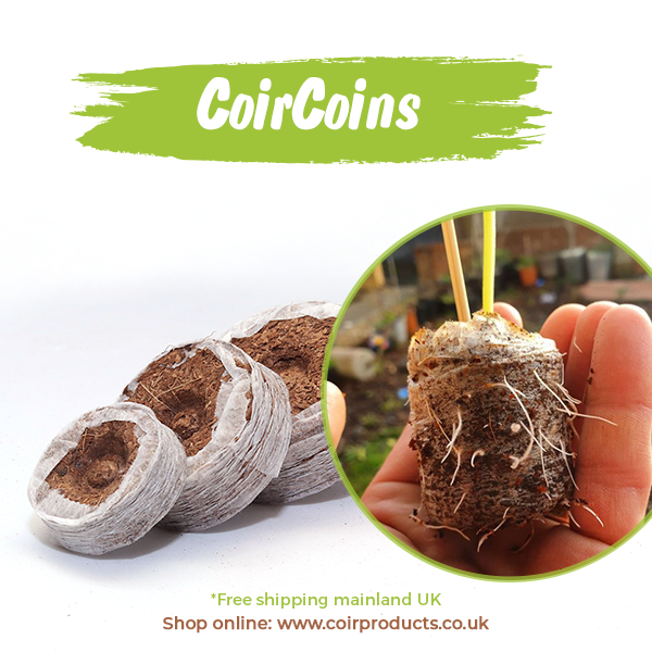 Eco-friendly sowing with CoirProducts.co.uk CoirCoins 2