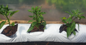 Peat-free growbags for easy and versatile growing