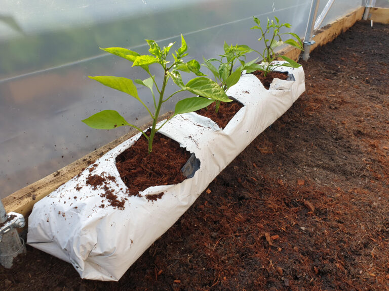 Grow bags in use