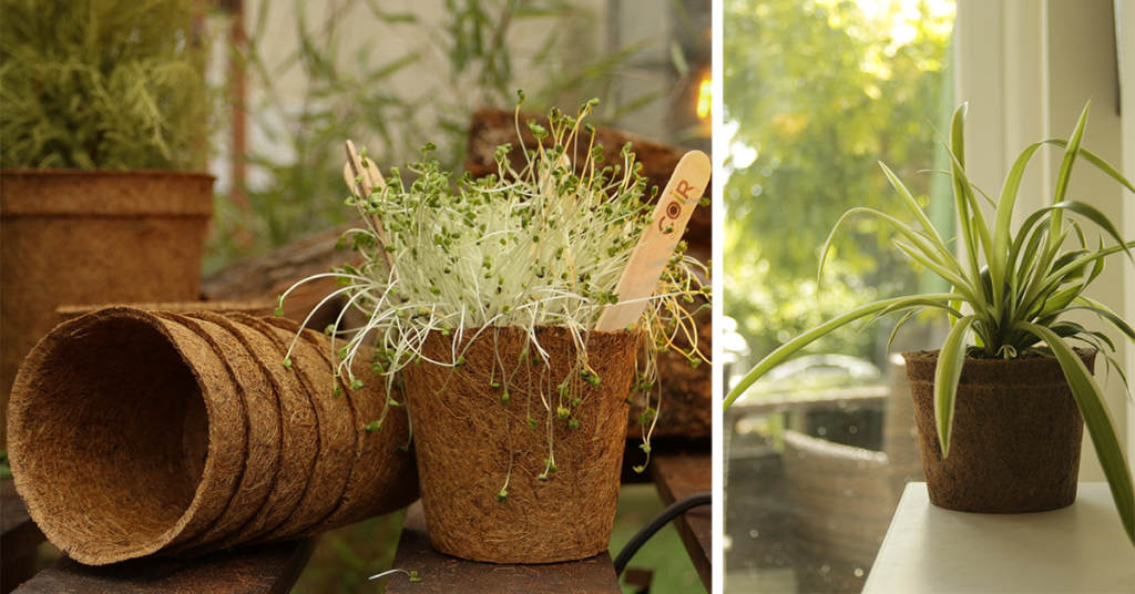 Indoor gardening with sustainable coir pots