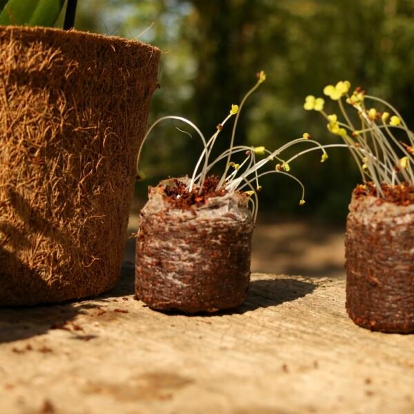Coir Coins by Salike® 32mm pack of 50 - Image 8