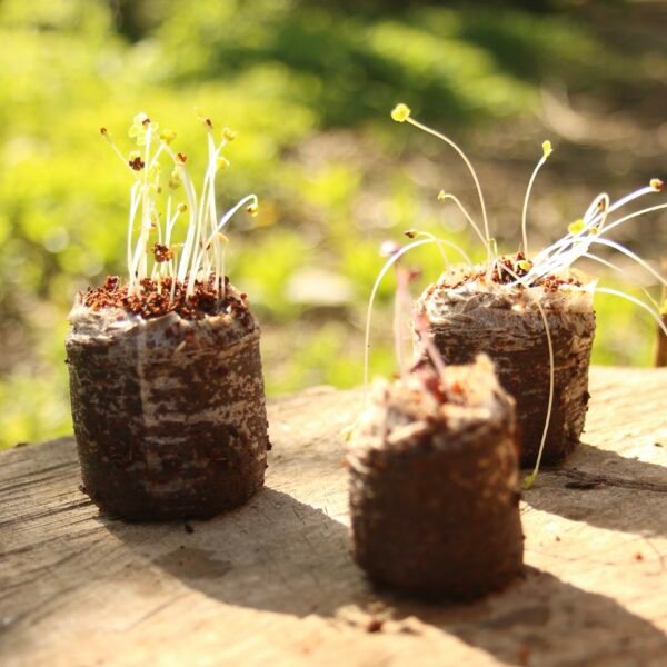 Coir Coins by Salike® 25mm pack of 50 - Image 6