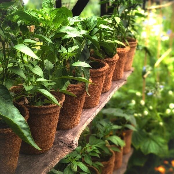 13cm Coir pots pack of 10 - Image 7