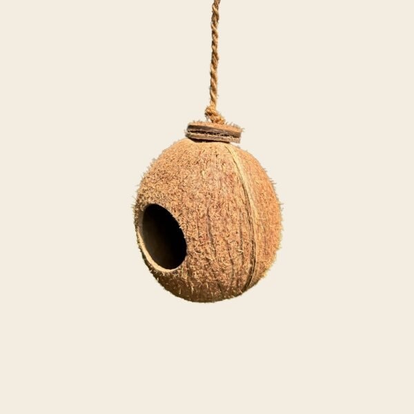 Shell Bird Nest - Image 9