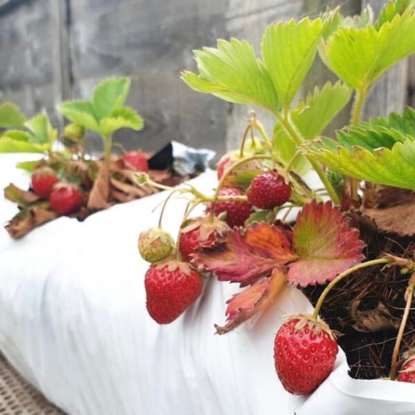 Grow Bags 50cmx15cmx12cm pack of 2 - Image 3