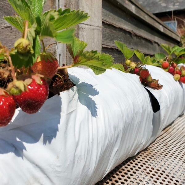 Grow Bags 50cmx15cmx12cm pack of 2 - Image 4