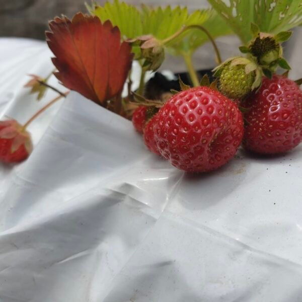 Grow Bags 50cmx15cmx12cm pack of 2 - Image 7