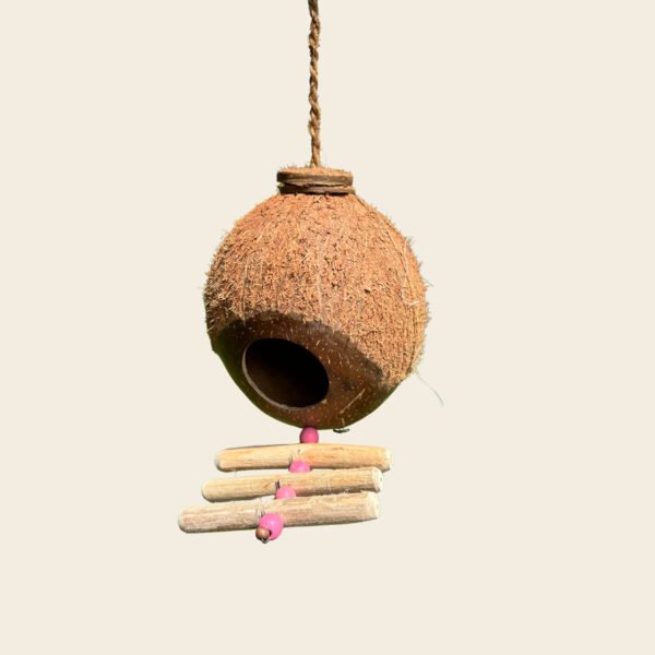 Shell Bird Nest - Image 7