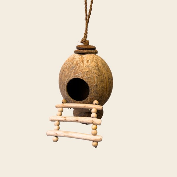 Shell Bird Nest - Image 5
