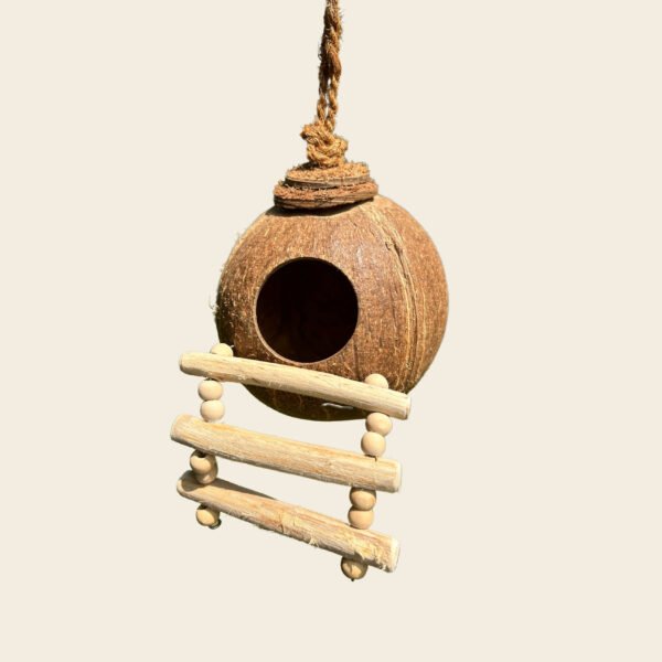 Shell Bird Nest - Image 3