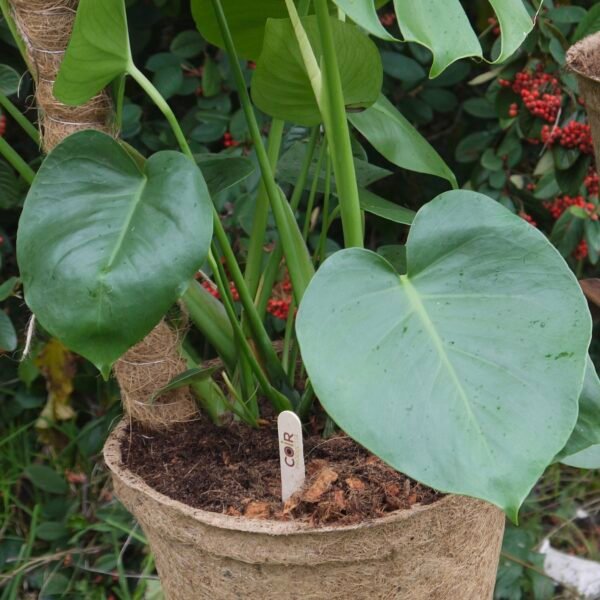 Plant Labels 200pcs - Image 7