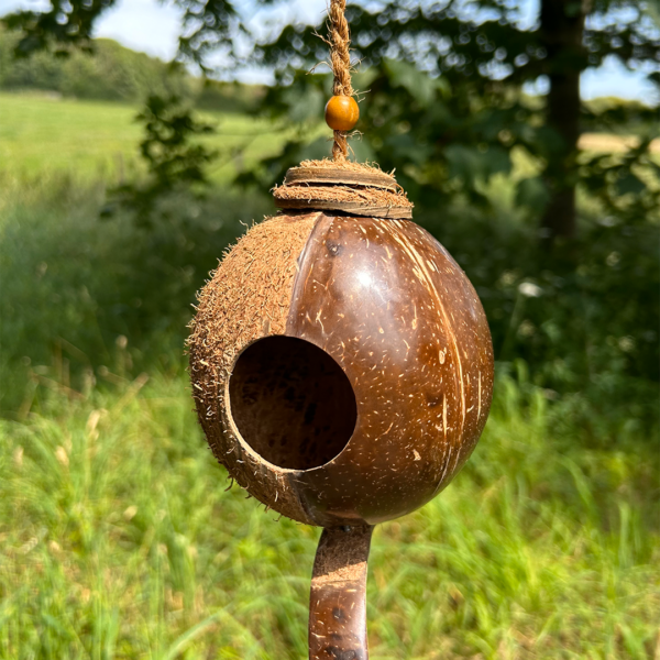 Shell Bird Nest - Image 10