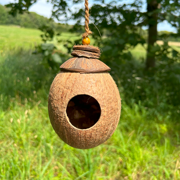 Shell Bird Nest - Image 16