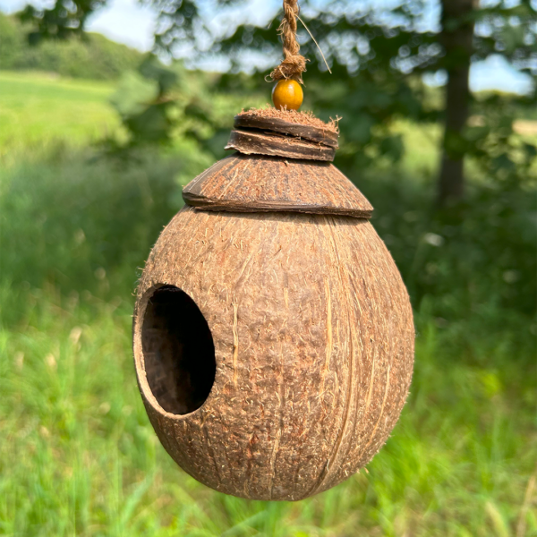 Shell Bird Nest - Image 13