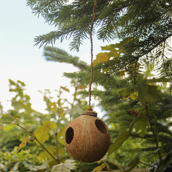 Shell Bird Nest - Image 9