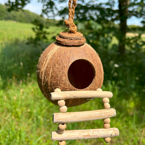 Shell Bird Nest - Image 3