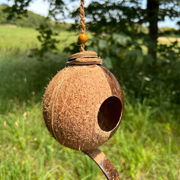 Shell Bird Nest - Image 5