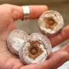 Coir Coins by Salike® 32mm pack of 50 - Image 3
