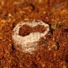 Coir Coins by Salike® 32mm pack of 50 - Image 4