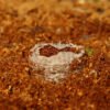 Coir Coins by Salike® 32mm pack of 50 - Image 5