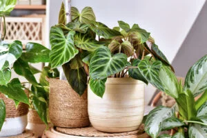 Celebrating houseplants with CoirProducts: The perfect companion for your indoor jungle