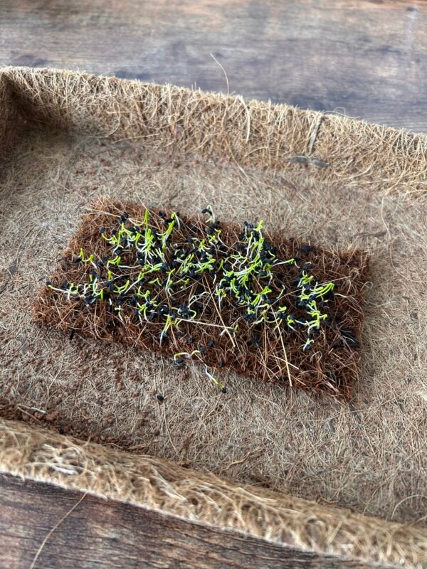 Coir Microgreen Sheets 14.5cm x 7.5cm – Natural, Sustainable Growing Starts Here - Image 2