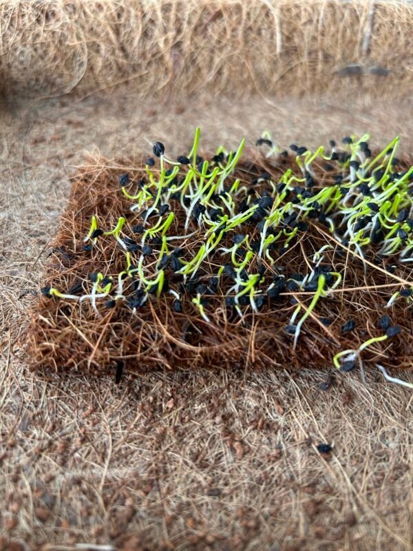Coir Microgreen Sheets 14.5cm x 7.5cm – Natural, Sustainable Growing Starts Here - Image 3