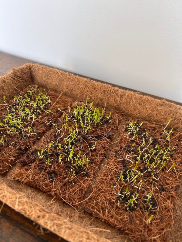 Coir Microgreen Sheets 14.5cm x 7.5cm – Natural, Sustainable Growing Starts Here - Image 4