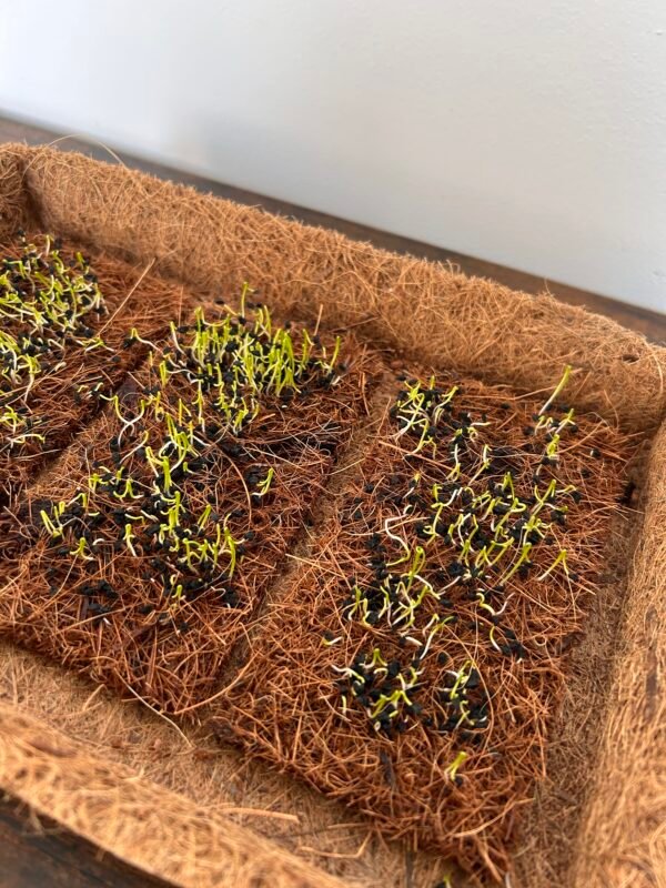 Coir Microgreen Sheets 17cm x 10cm – Natural, Sustainable Growing Starts Here - Image 3