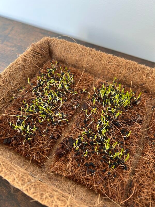 Coir Microgreen Sheets 14.5cm x 7.5cm – Natural, Sustainable Growing Starts Here - Image 5