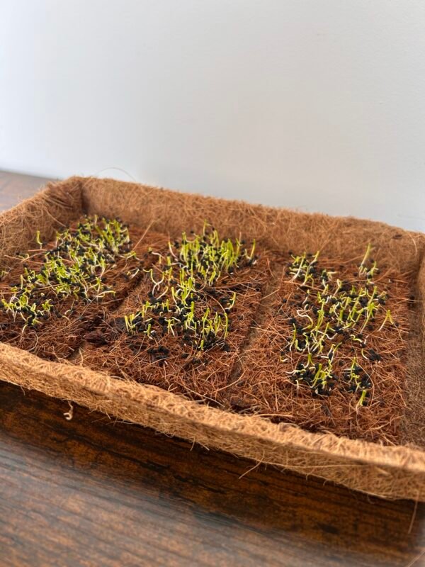 Coir Microgreen Sheets 14.5cm x 7.5cm – Natural, Sustainable Growing Starts Here - Image 6