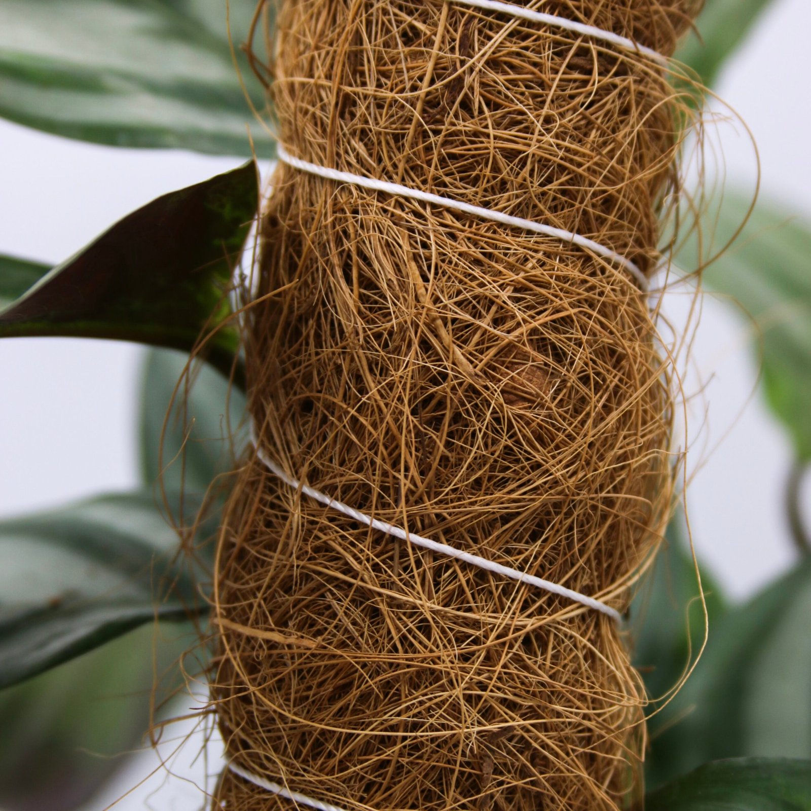 CoirProducts Coir Grow Poles | Moss pole | Coir Fibre Plant Support Stakes for Vegetables, Cheese Plants, Flowers & Climbing Plants - Image 3