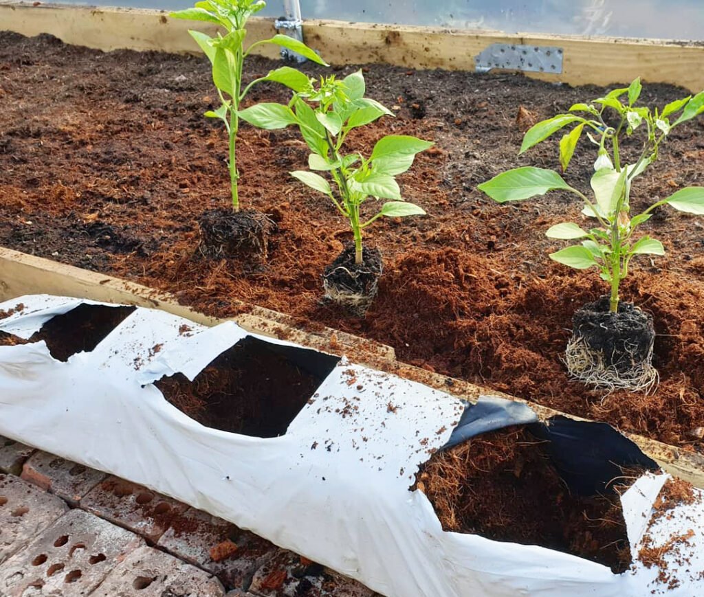 Coir Growbags