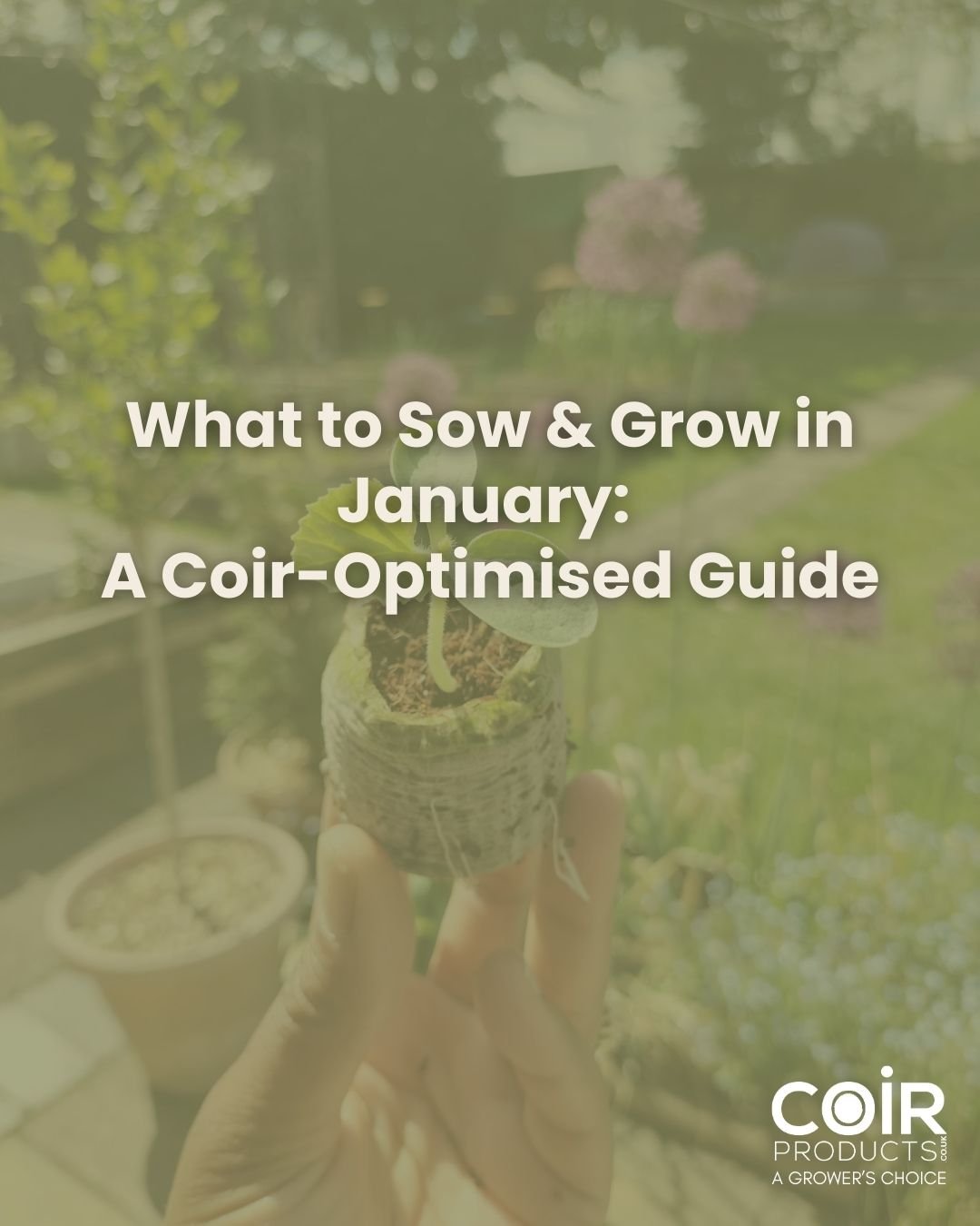 What to sow and grow in January: a coir-optimised guide