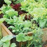 Five benefits of using coir for growing in your urban garden