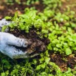 Gardening and mental health: benefits of social and therapeutic horticulture