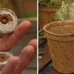 Gardening for wellbeing during men’s mental health week