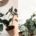 How to care for your houseplants in autumn