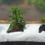 Peat-free growbags for easy and versatile growing